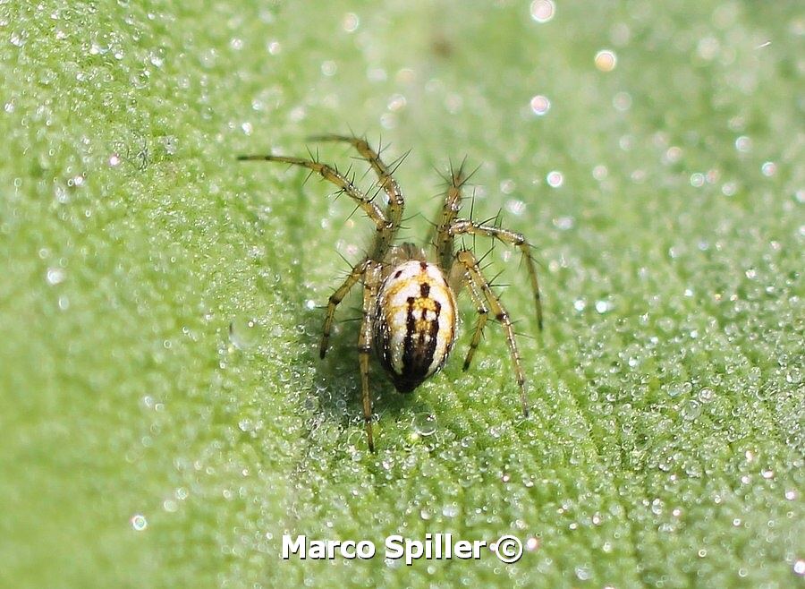 Mangora acalypha - Milano